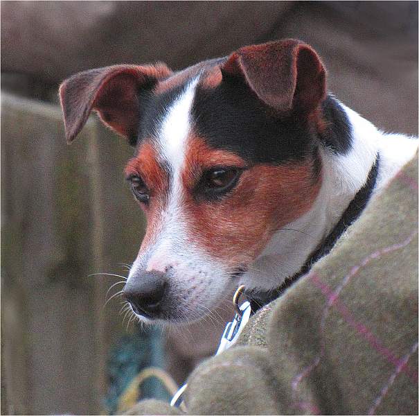 Norwich Trophy (Beginners)- Henry by Kim Dewing.jpg - Norwich Trophy (Beginners)- Henry by Kim Dewing